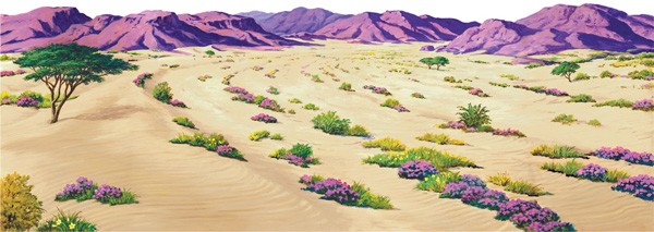 Szenenaufsatz: Wüste - GROSS